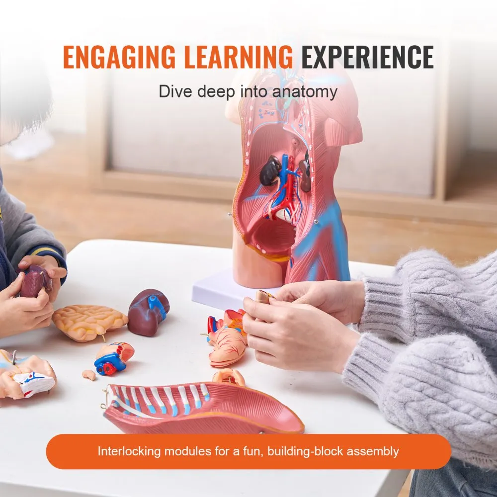 Human Body Model, 23 Parts 18 inch, Human Torso Anatomy Model for Students Science Learning Education Display - Image 4