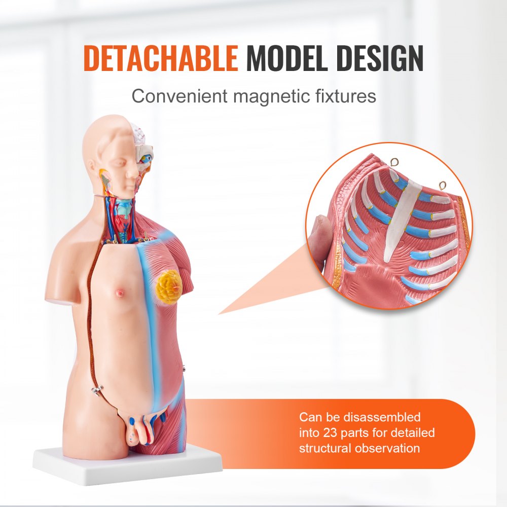 Human Body Model, 23 Parts 18 inch, Human Torso Anatomy Model for Students Science Learning Education Display - Image 3