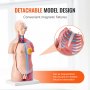 VEVOR menneskelig kropsmodel, 23 dele 18 tommer, anatomimodel for menneskelig torso Unisex anatomisk skeletmodel med aftagelige organer, pædagogisk undervisningsværktøj til studerende Science Learning Education Display