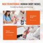 VEVOR Menneskekroppsmodell, 23 deler 18 tommer, anatomimodell for menneskelig torso Unisex anatomisk skjelettmodell med avtakbare organer, pedagogisk undervisningsverktøy for studenter Naturfag Læring Utdanningsskjerm