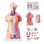 Model de corp uman VEVOR, 23 de părți de 18 inchi, model de anatomie a trunchiului uman Model de schelet anatomic unisex cu organe detașabile, instrument educațional de predare pentru studenți afișaj de educație pentru învățarea științei
