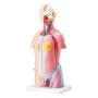 VEVOR Human Body Model, 23 Parts 45.5 cm, Human Torso Anatomy Model Unisex Anatomical Skeleton Model with Removable Organs, Educational Teaching Tool for Students Science Learning Education Display
