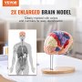 VEVOR Human Brain Model Anatomy, 2X Life-Size 4-Delet Human Brain Anatomical Model med etiketter og display base, farvekodet aftagelig hjernemodel til videnskabsforskning Undervisning Læring Study Display