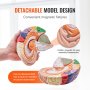 VEVOR Human Brain Model Anatomy, 2X Life-Size 4-Part Human Brain Anatomical Model with Labels & Display Base, Color-Coded Detachable Brain Model for Science Research Teaching Learning Study Display