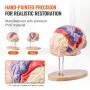 hand-painted VEVOR human brain model on wooden base, front and back views, premium pvc material.