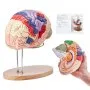 VEVOR human brain model with detailed brain regions on stand and user manual in the background.