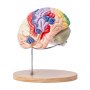 VEVOR human brain model on a wooden base with labeled regions in vibrant colors.