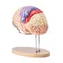 colorful VEVOR human brain model on a wooden stand showcasing detailed brain regions and functions.