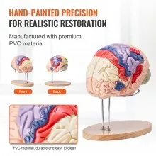 VEVOR Human Brain Model Anatomy, 2X Life-Size 4-Part Human Brain Anatomical Model with Labels & Display Base, Color-Coded Detachable Brain Model for Science Research Teaching Learning Study Display
