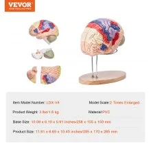 VEVOR Human Brain Model Anatomy, 2X Life-Size 4-Part Human Brain Anatomical Model with Labels & Display Base, Color-Coded Detachable Brain Model for Science Research Teaching Learning Study Display