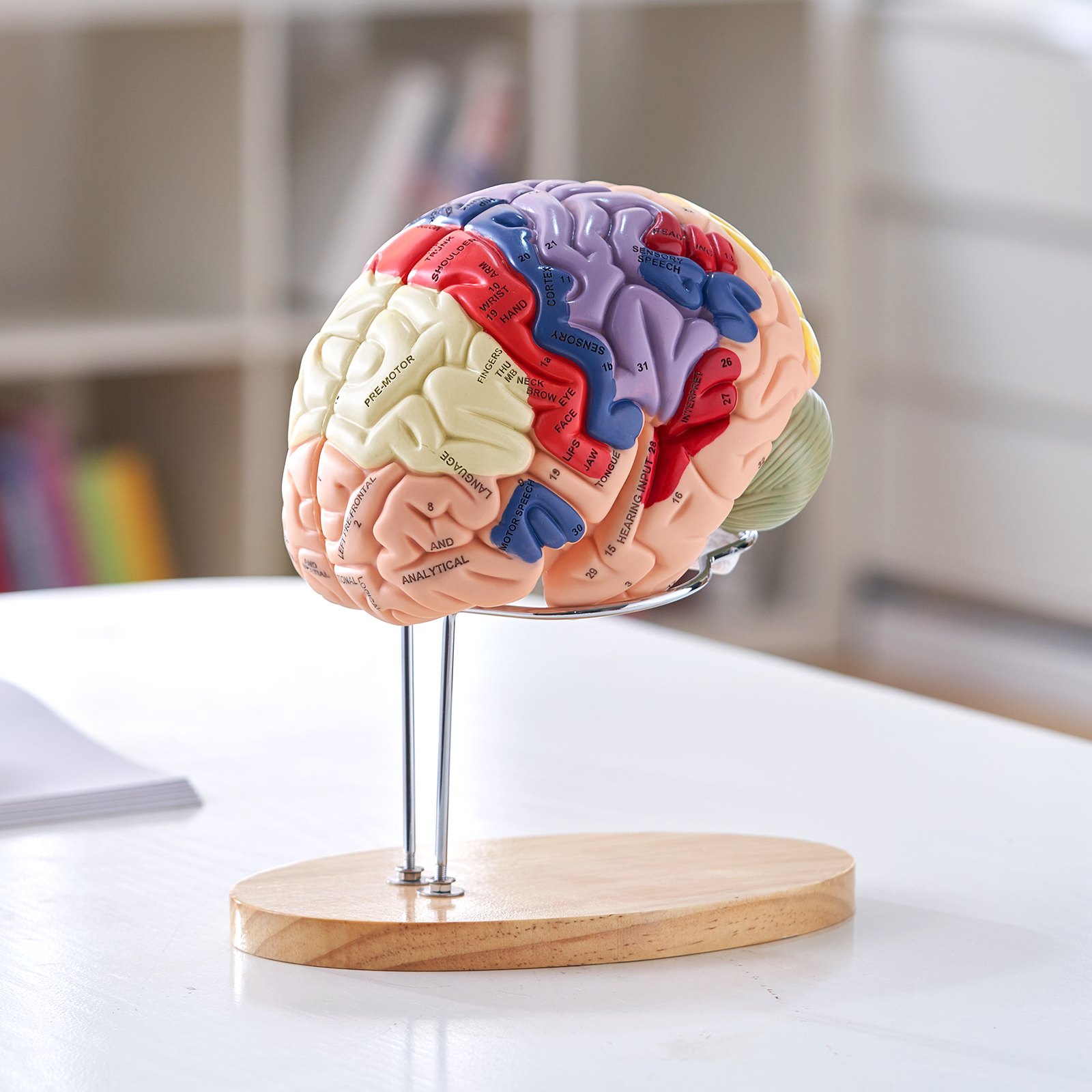 colorful VEVOR human brain model on a wooden stand, displayed on a white table in an office.