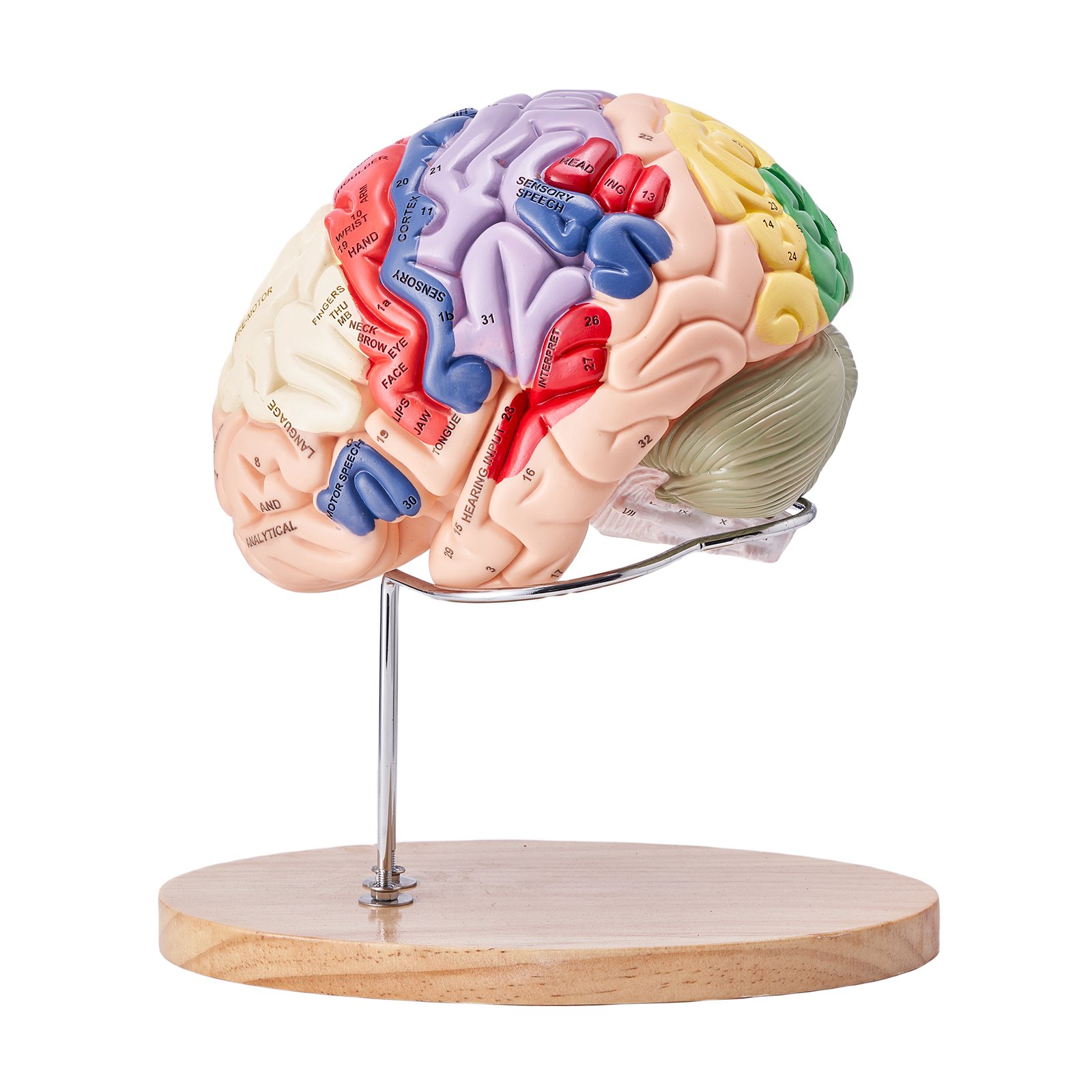 VEVOR human brain model on a wooden base with labeled regions in vibrant colors.