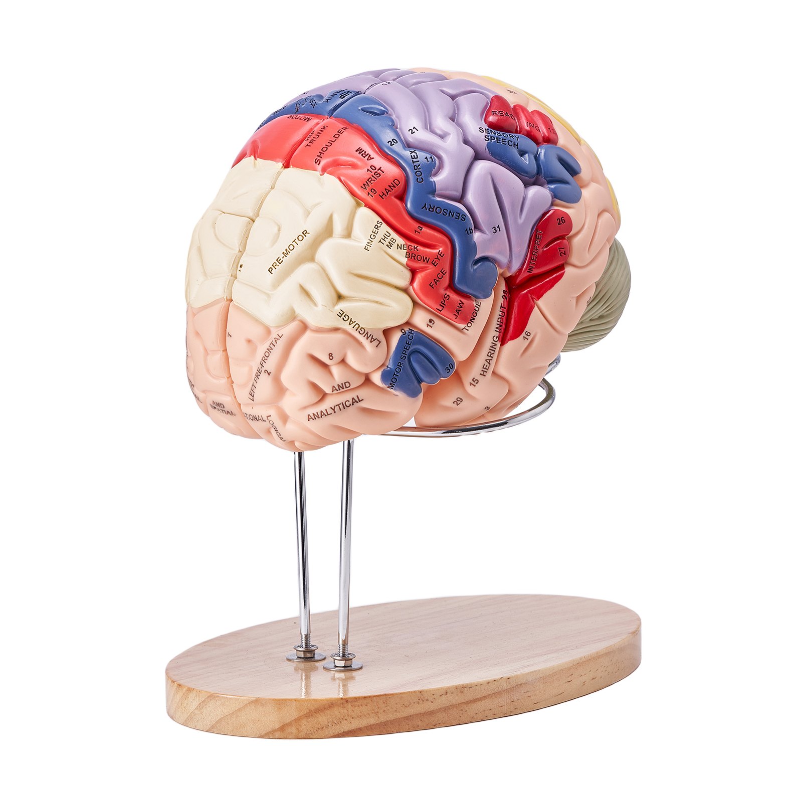 VEVOR human brain model showing detailed labeled brain regions on a stand with a wooden base.