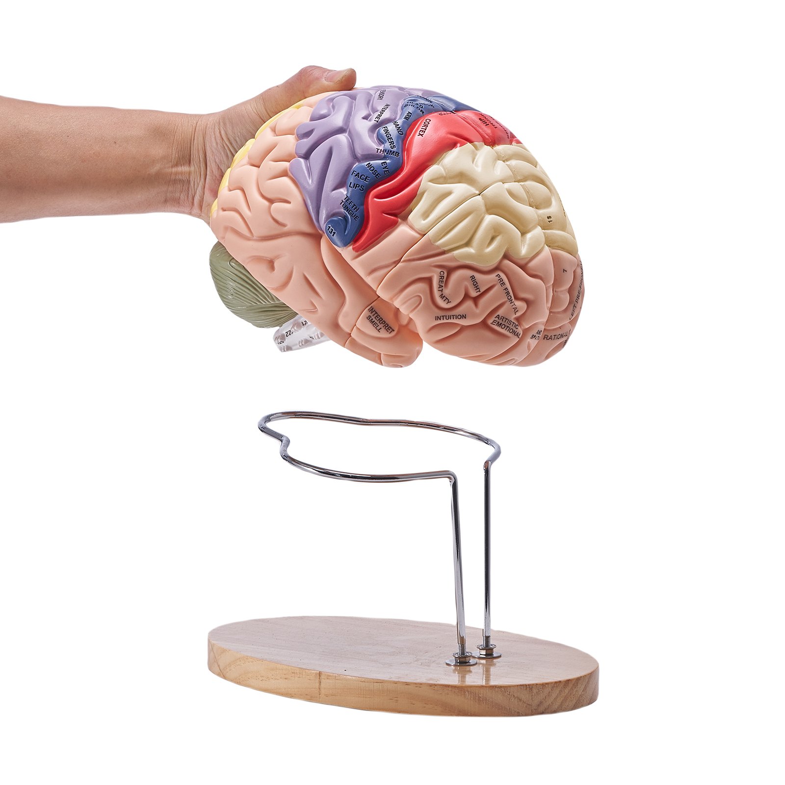 hand holding a detailed VEVOR human brain model above a wooden base with metal stand.