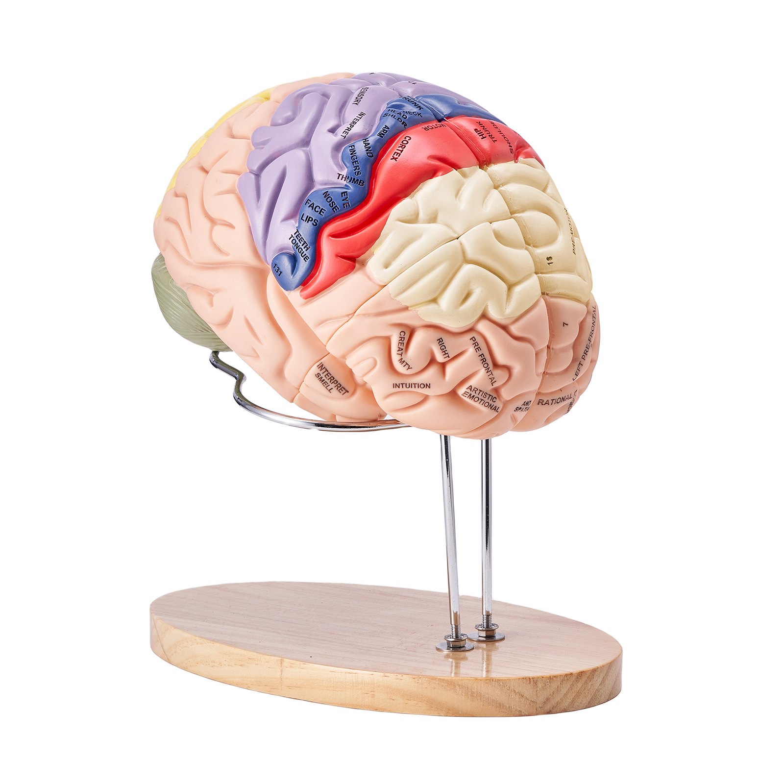 colorful VEVOR human brain model on a wooden stand showcasing detailed brain regions and functions.