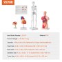 VEVOR Human Anatomy Models Buntsett, hjerne, menneskelig torsokropp, hjerte, skjelettmodellsett med 4, praktiske 3D-modellstudieverktøy Undervisningsmodeller for fysiologistudenter eller som undervisningssett for barn