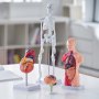 VEVOR anatomy models display with human skeleton, heart, brain, and torso on a white table in study room.