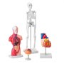 VEVOR anatomy models of skeleton, organs, brain, and heart for educational purposes on white backgrounds.
