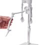 hand adjusting leg of VEVOR anatomy models skeleton for educational demonstration.
