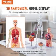 VEVOR Human Anatomy Models Buntsett, hjerne, menneskelig torsokropp, hjerte, skjelettmodellsett med 4, praktiske 3D-modellstudieverktøy Undervisningsmodeller for fysiologistudenter eller som undervisningssett for barn