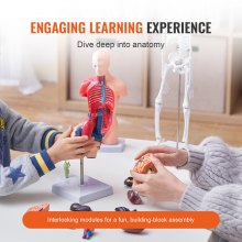 Sada modelů lidské anatomie VEVOR, mozek, lidské tělo, tělo, srdce, skelet, sada 4 modelů, praktické nástroje pro studium 3D modelu Výukové modely pro studenty fyziologie nebo jako vzdělávací sada pro děti