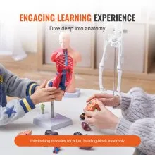 VEVOR Human Anatomy Models Bundle Set, Brain, Human Torso Body, Heart, Skeleton Model Set of 4, Hands-on 3D Model Study Tools Teaching Models for Physiology Students or as Educational Kit for Kids