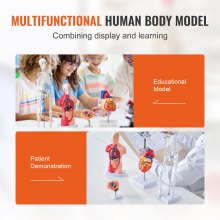 Sada modelů lidské anatomie VEVOR, mozek, lidské tělo, tělo, srdce, skelet, sada 4 modelů, praktické nástroje pro studium 3D modelu Výukové modely pro studenty fyziologie nebo jako vzdělávací sada pro děti