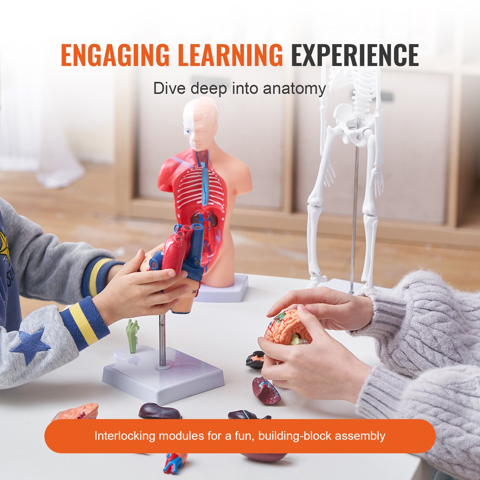 kids assembling VEVOR anatomy models, hands-on learning with human torso, organs, and skeleton.
