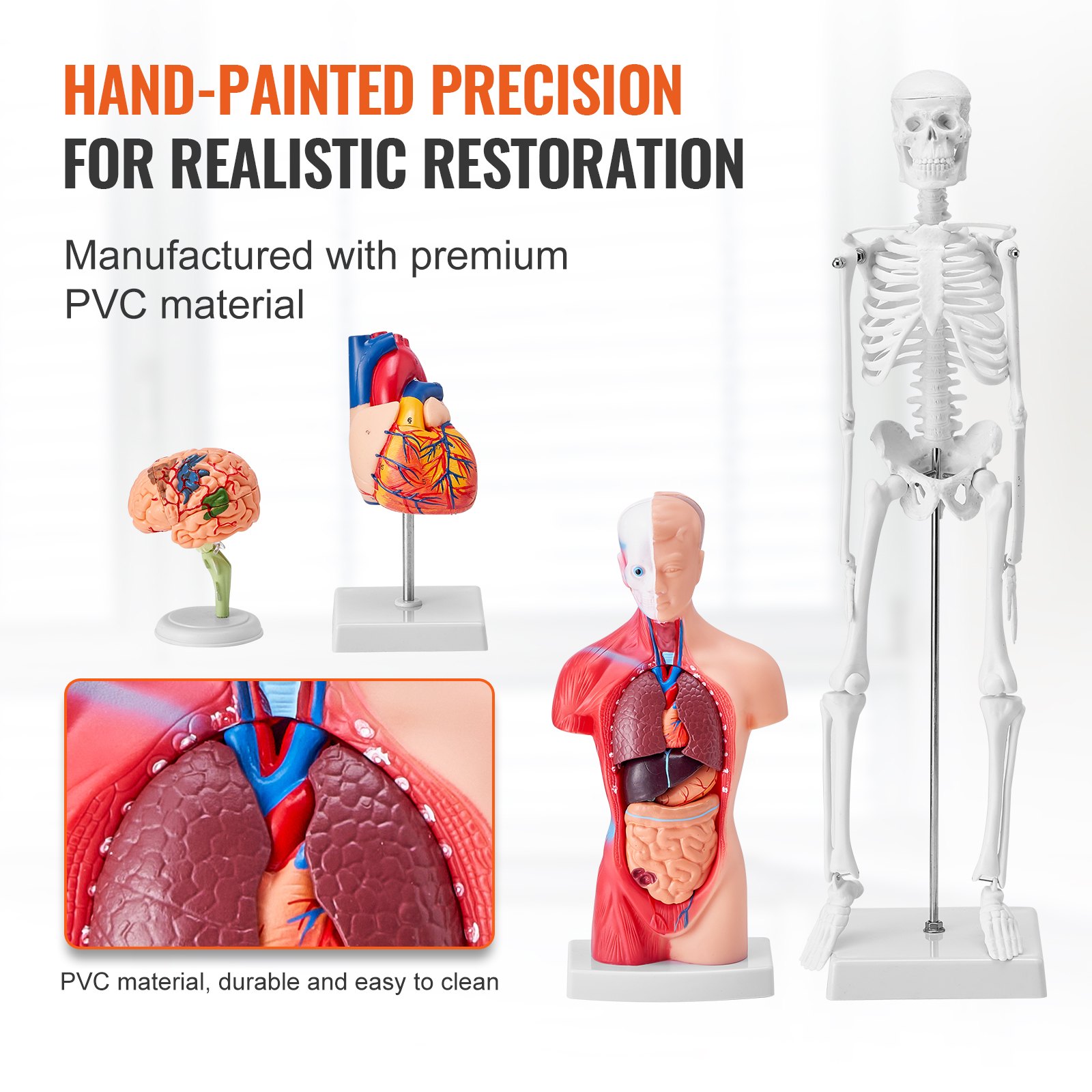 hand-painted VEVOR anatomy models in premium pvc material displaying human brain, heart, organs, skeleton.