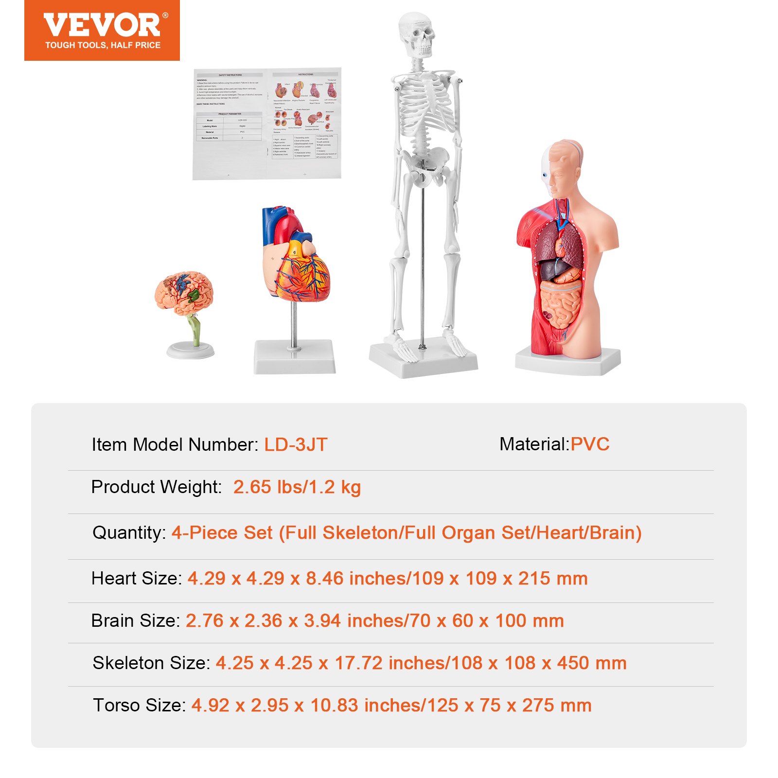 VEVOR anatomy models 4-piece set includes skeleton, brain, heart, and torso, detailed measurements listed.