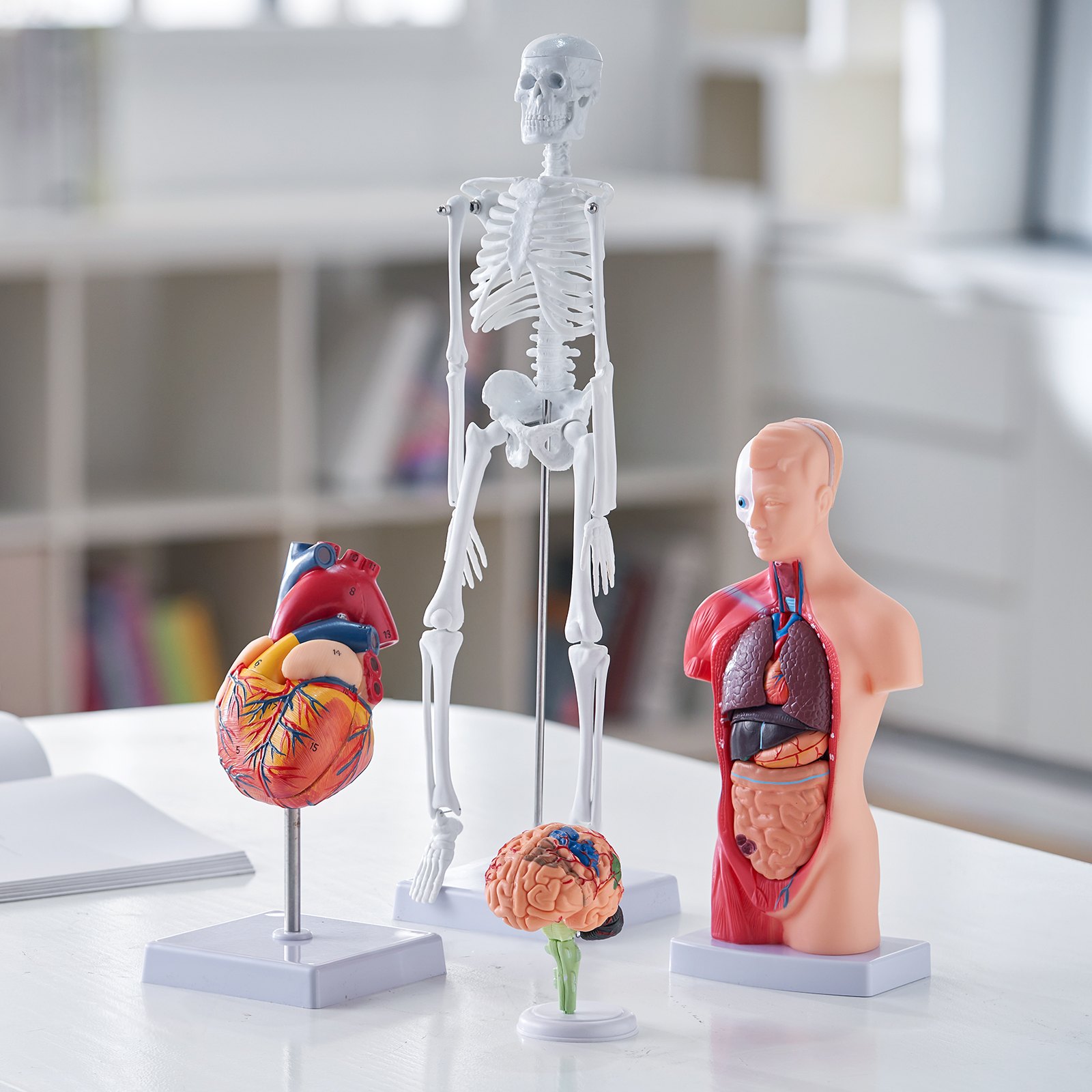 VEVOR anatomy models display with human skeleton, heart, brain, and torso on a white table in study room.