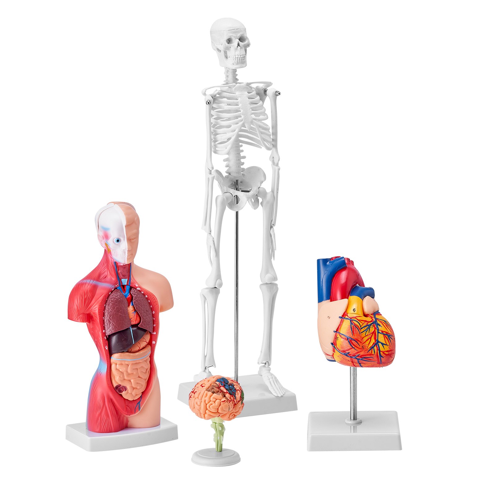 VEVOR anatomy models of skeleton, organs, brain, and heart for educational purposes on white backgrounds.