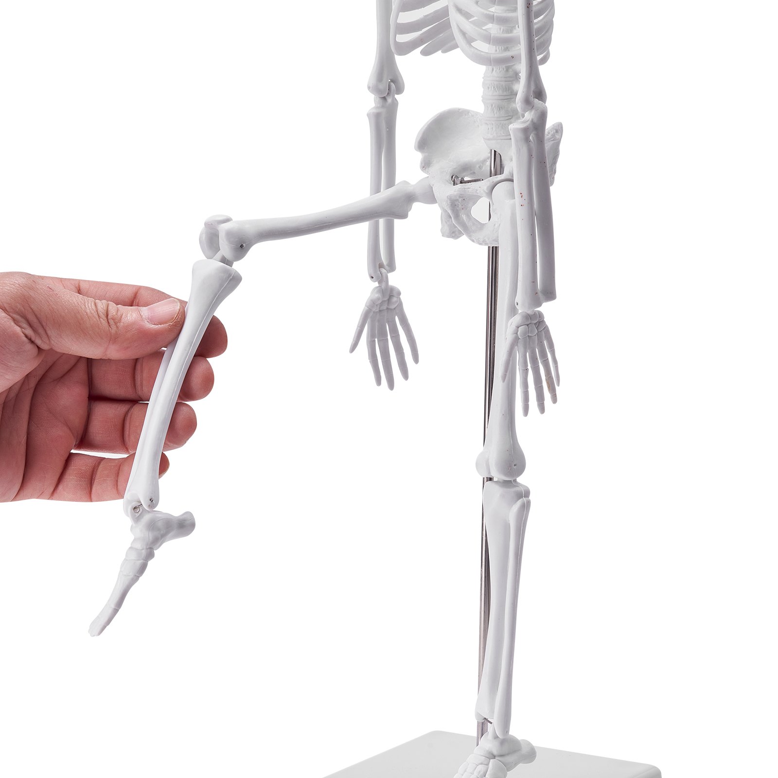 hand adjusting leg of VEVOR anatomy models skeleton for educational demonstration.