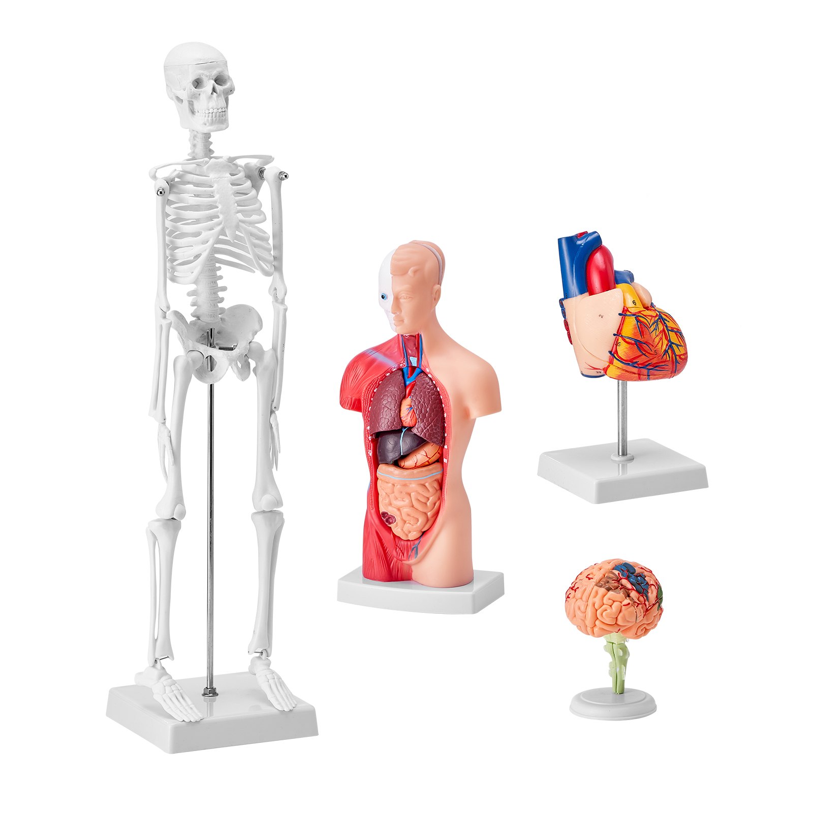 VEVOR anatomy models showing human skeleton, torso with internal organs, heart, and brain on stands.
