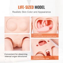 VEVOR Male/Female Manikin Model Anatomical Nursing Training Patient Care Teach