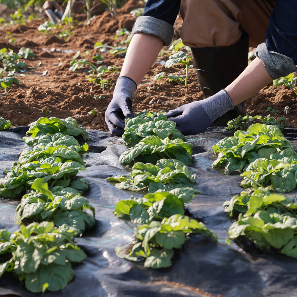 gardener tending vegetables on VEVOR weed barrier fabric.