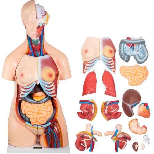 Vevor Anatomical Anatomy Model Human 33.5" High Unisex Torso Skeleton Medical