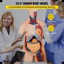 Vevor Anatomical Anatomy Model Human 33.5" High Unisex Torso Skeleton Medical