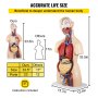 Vevor Anatomical Anatomy Model Human 33.5" High Unisex Torso Skeleton Medical