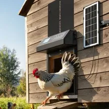 VEVOR Automatic Chicken Coop Door, Solar & Battery Powered Chicken Door with LCD Display, Remote Control, Light Sensor & Timer, Anti-Pinch Security, Aluminum Alloy Chick Run Gate Opener, Black