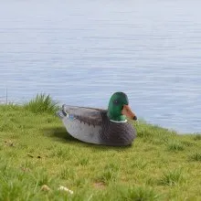 Duck Decoy Outdoor Teal Decoy Realistic Plastic Floating Duck for Hunting 6-Pack