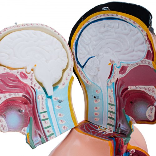 33.5”/ 85cm Anatomical Anatomy Teaching Model Adult Human Torso Organ 19 Parts