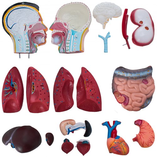 33.5”/ 85cm Anatomical Anatomy Teaching Model Adult Human Torso Organ 19 Parts