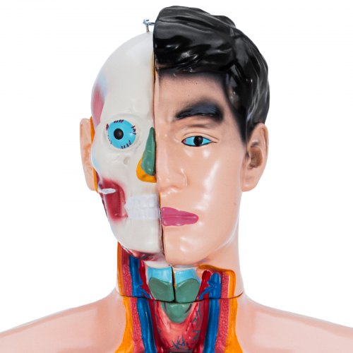 33.5”/ 85cm Anatomical Anatomy Teaching Model Adult Human Torso Organ 19 Parts