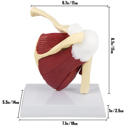 Buy VEVOR Muscled Shoulder Joint Model PVC Shoulder Model With Ligaments Life Size Shoulder Anatomy W Base Clavicle Bone Model Shows Complete Shoulder
