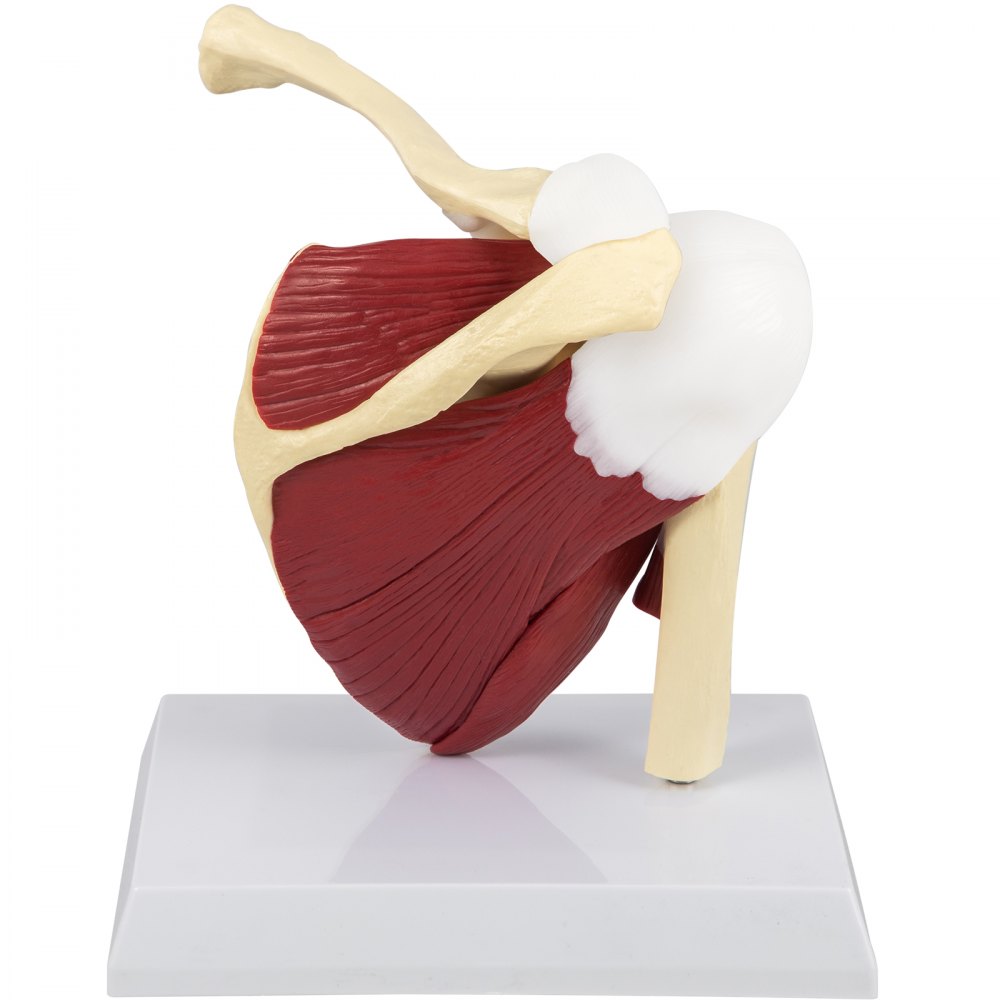 VEVOR Muscled Shoulder Joint Model PVC Shoulder Model with Ligaments Life Size Shoulder Anatomy w/Base Clavicle Bone Model Shows Complete Shoulder Musculature from Rotator Cuff to Subscapular Muscles