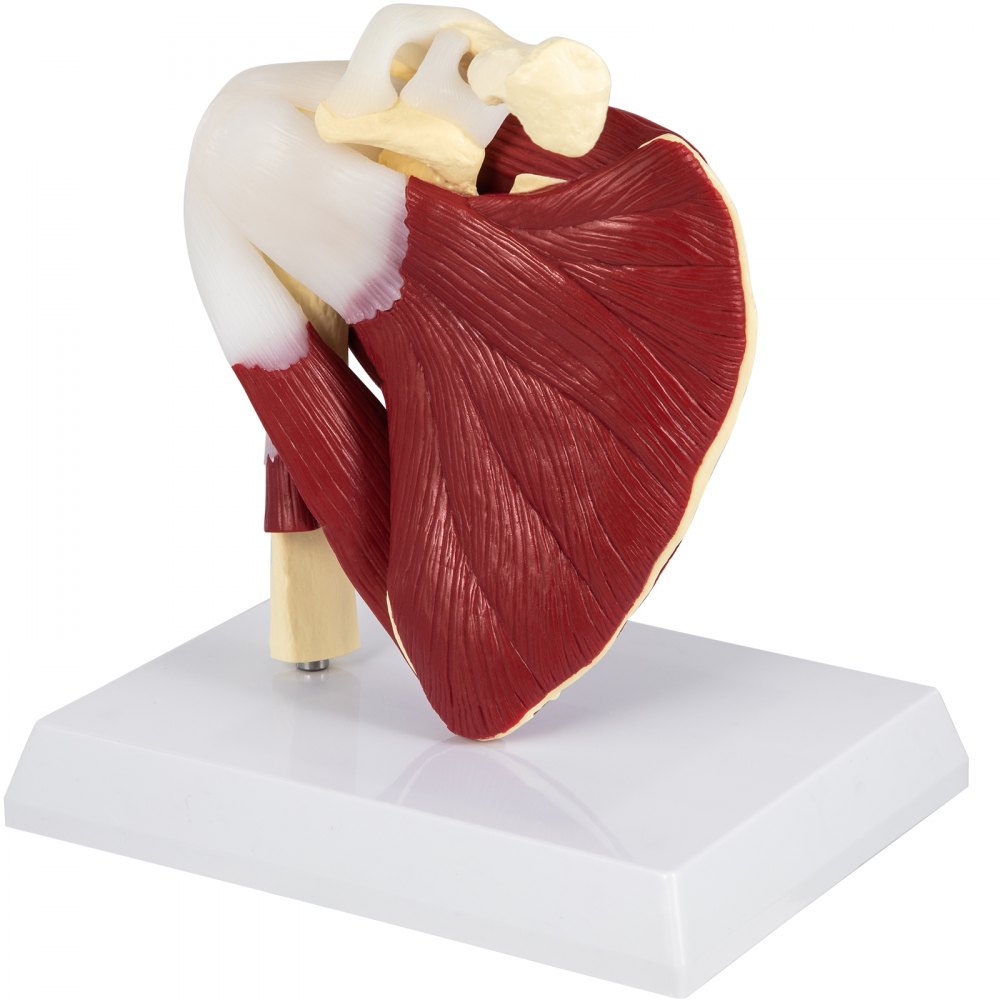 VEVOR Muscled Shoulder Joint Model PVC Shoulder Model with Ligaments Life Size Shoulder Anatomy w/Base Clavicle Bone Model Shows Complete Shoulder Musculature from Rotator Cuff to Subscapular Muscles