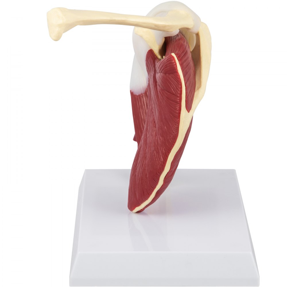 VEVOR Muscled Shoulder Joint Model PVC Shoulder Model with Ligaments Life Size Shoulder Anatomy w/Base Clavicle Bone Model Shows Complete Shoulder Musculature from Rotator Cuff to Subscapular Muscles
