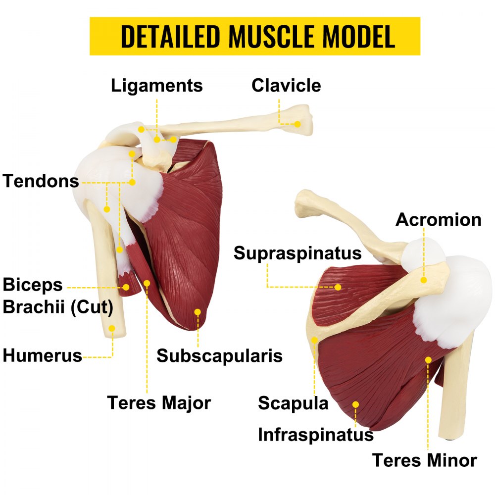VEVOR Muscled Shoulder Joint Model PVC Shoulder Model with Ligaments Life Size Shoulder Anatomy w/Base Clavicle Bone Model Shows Complete Shoulder Musculature from Rotator Cuff to Subscapular Muscles