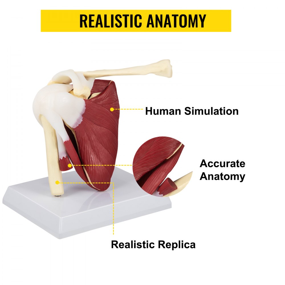 VEVOR Muscled Shoulder Joint Model PVC Shoulder Model with Ligaments Life Size Shoulder Anatomy w/Base Clavicle Bone Model Shows Complete Shoulder Musculature from Rotator Cuff to Subscapular Muscles